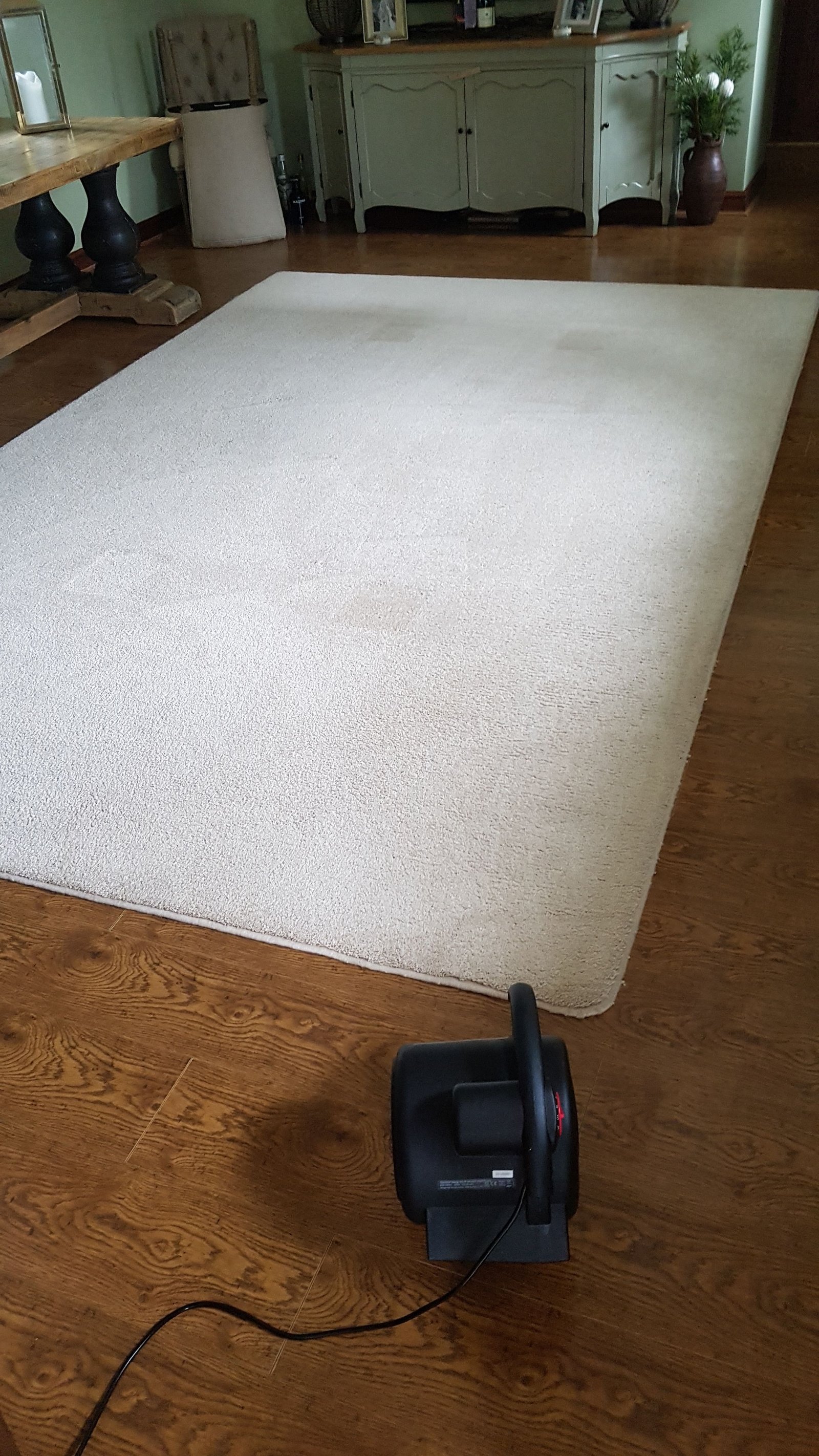 Freshly cleaned rug being dried with professional air movers